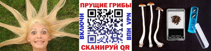 Купить  Новоуральск  Псилоцибиновые грибы Cubensis 
